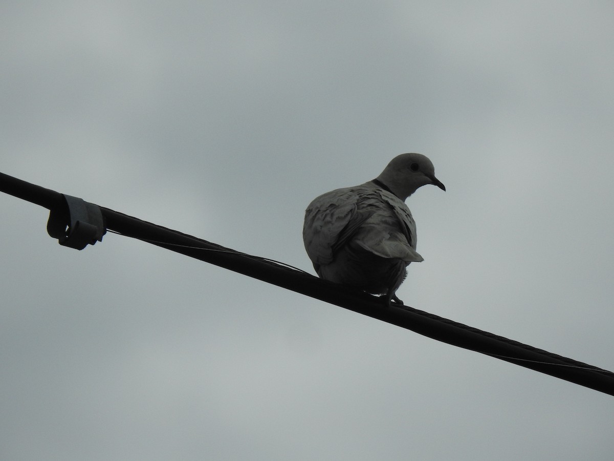 Eurasian Collared-Dove - ML320807021