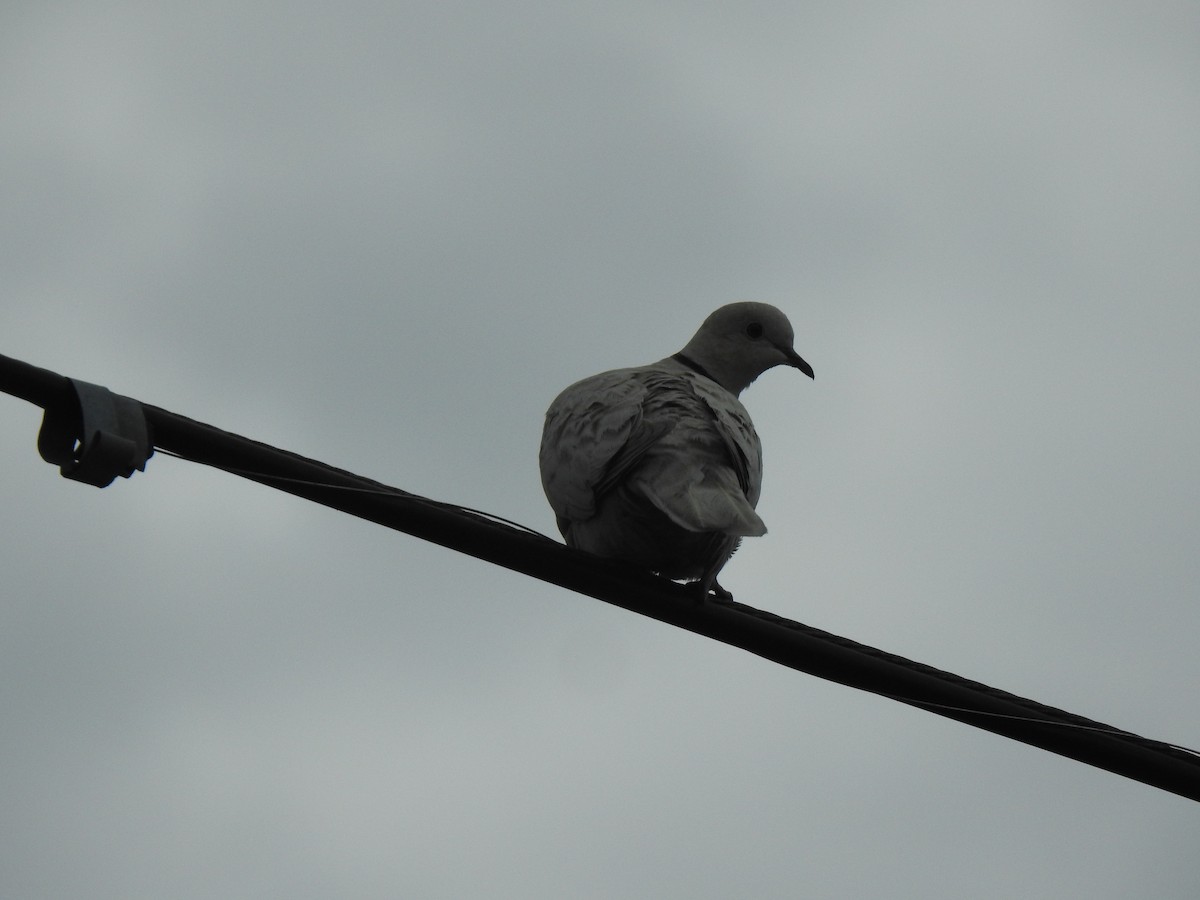 Eurasian Collared-Dove - Charley Amos