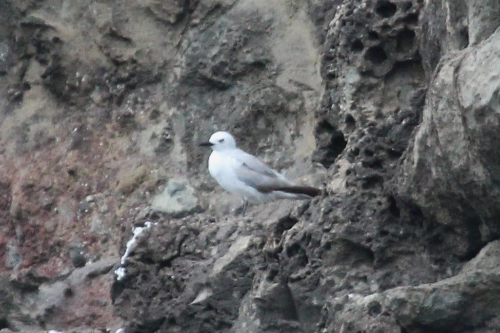 Gray Noddy - ML320808181