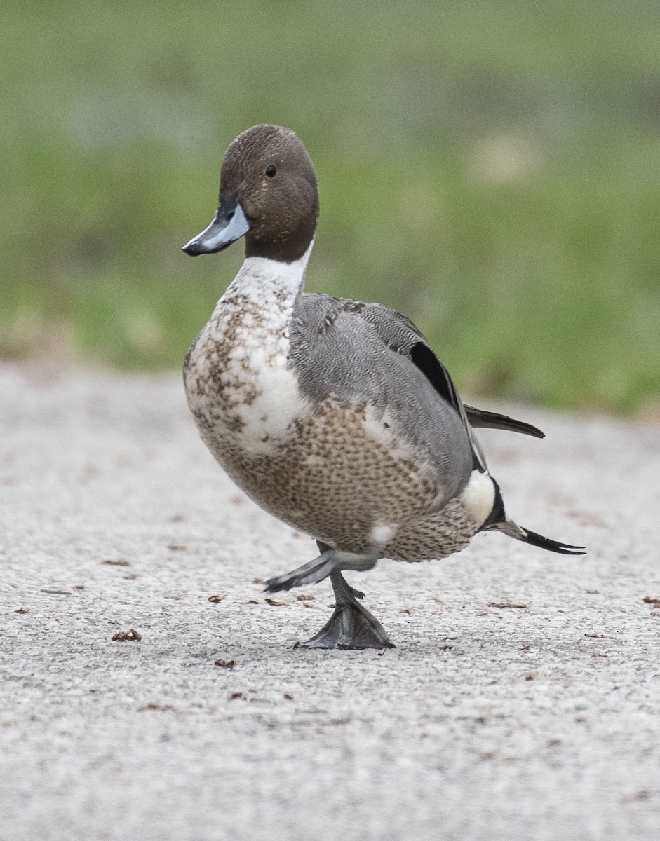 Northern Pintail - Jeff Packer