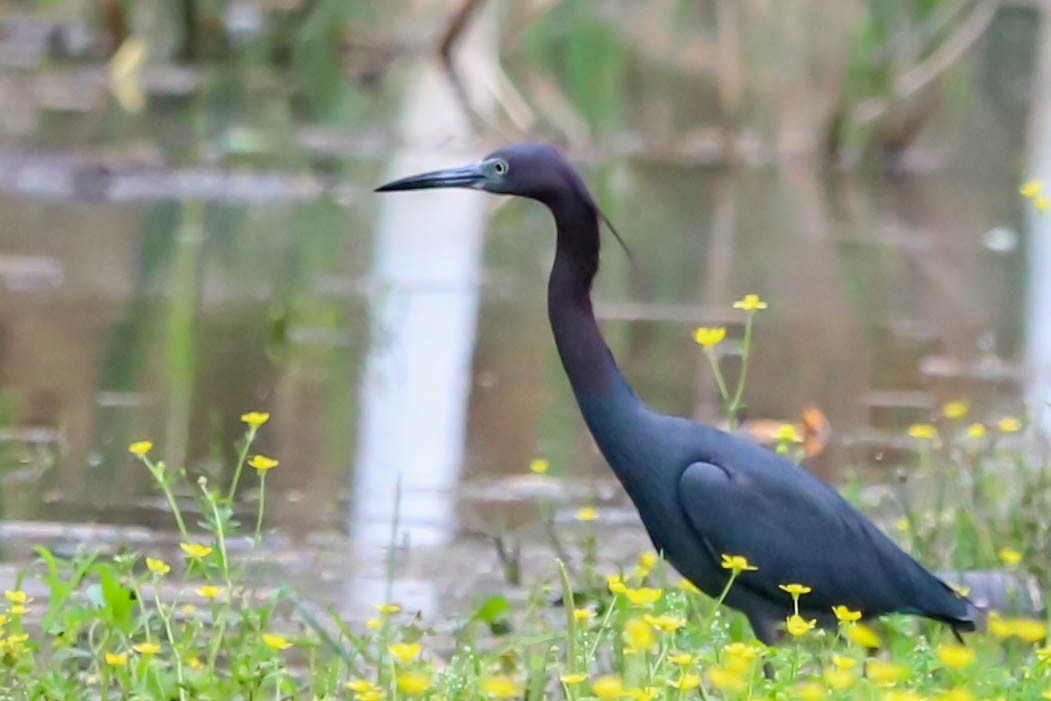 Little Blue Heron - ML320808691