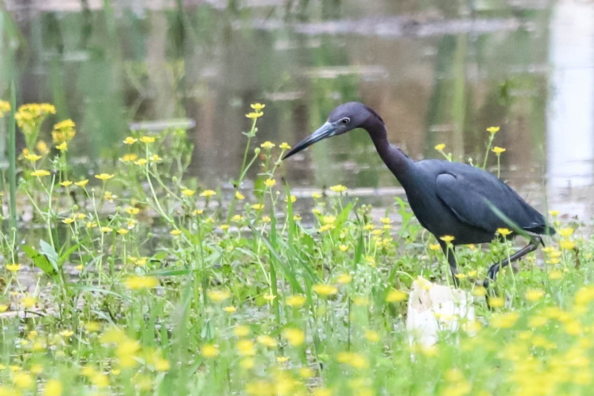 Little Blue Heron - ML320808711