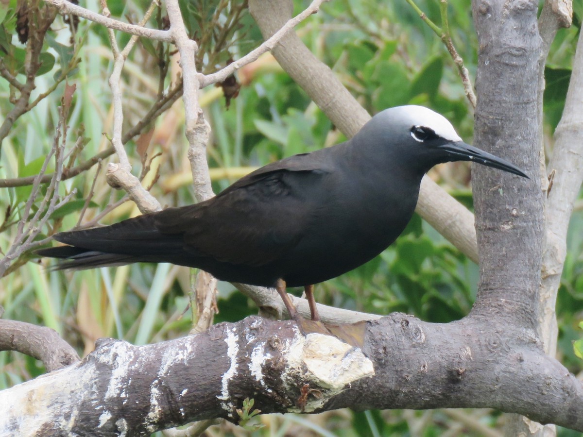 Black Noddy - ML320808991