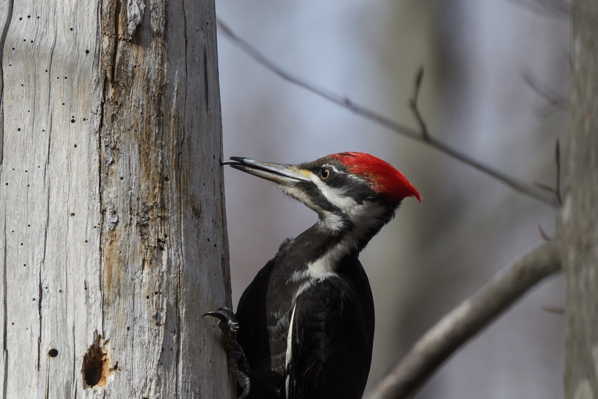 Pileated Woodpecker - ML320810091