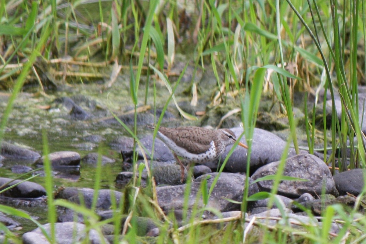 Spotted Sandpiper - Terry Martin