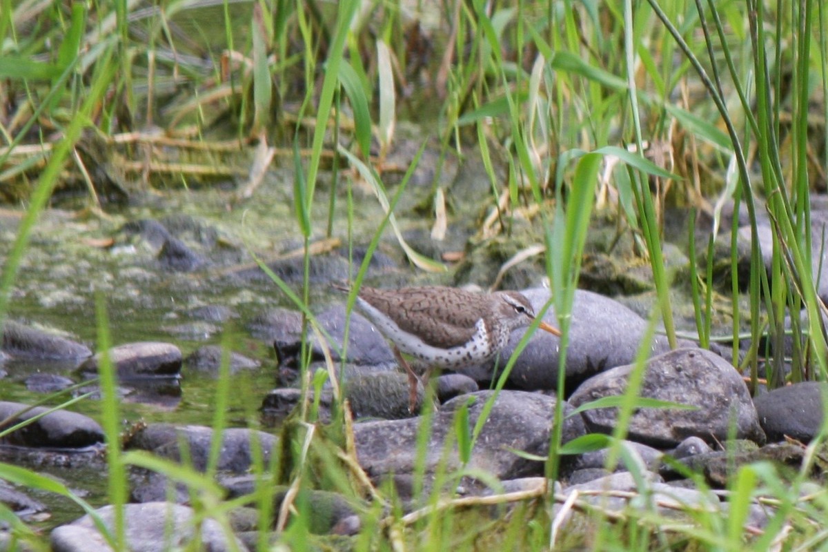 Spotted Sandpiper - ML320810361