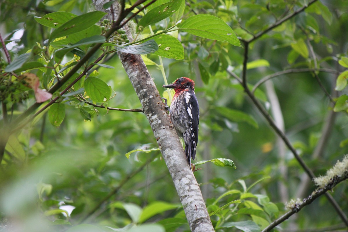 Red-breasted Sapsucker - ML320810731