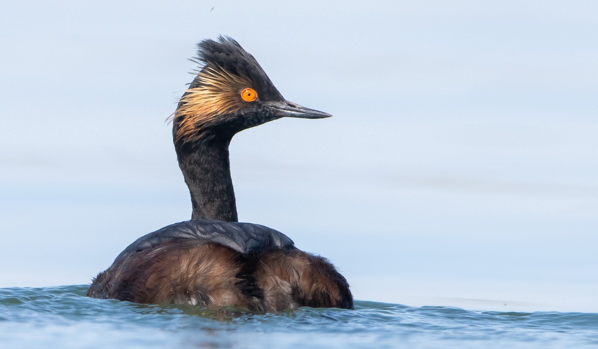 Eared Grebe - Liam Huber