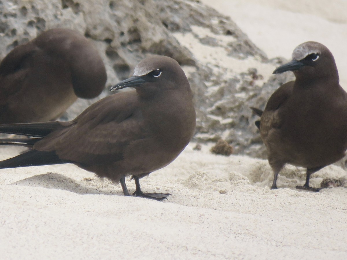 クロアジサシ - ML320811971