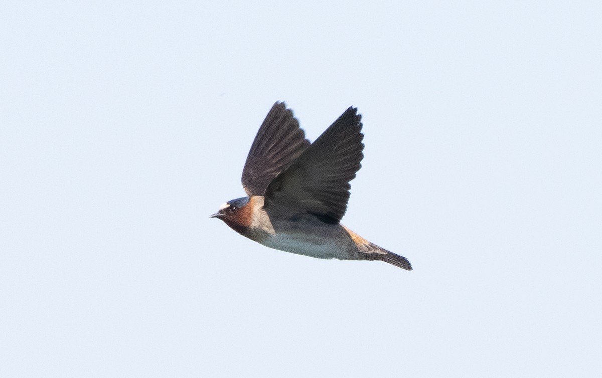 Cliff Swallow - Liam Huber