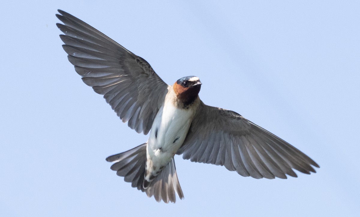 Cliff Swallow - Liam Huber