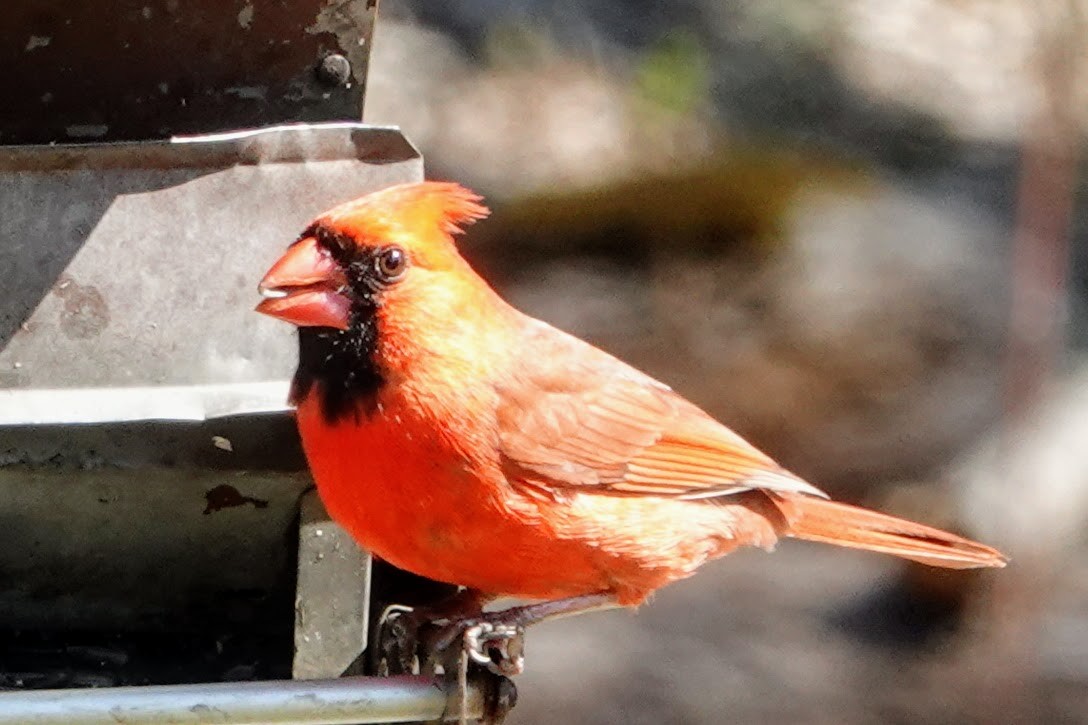 Northern Cardinal - ML320814061