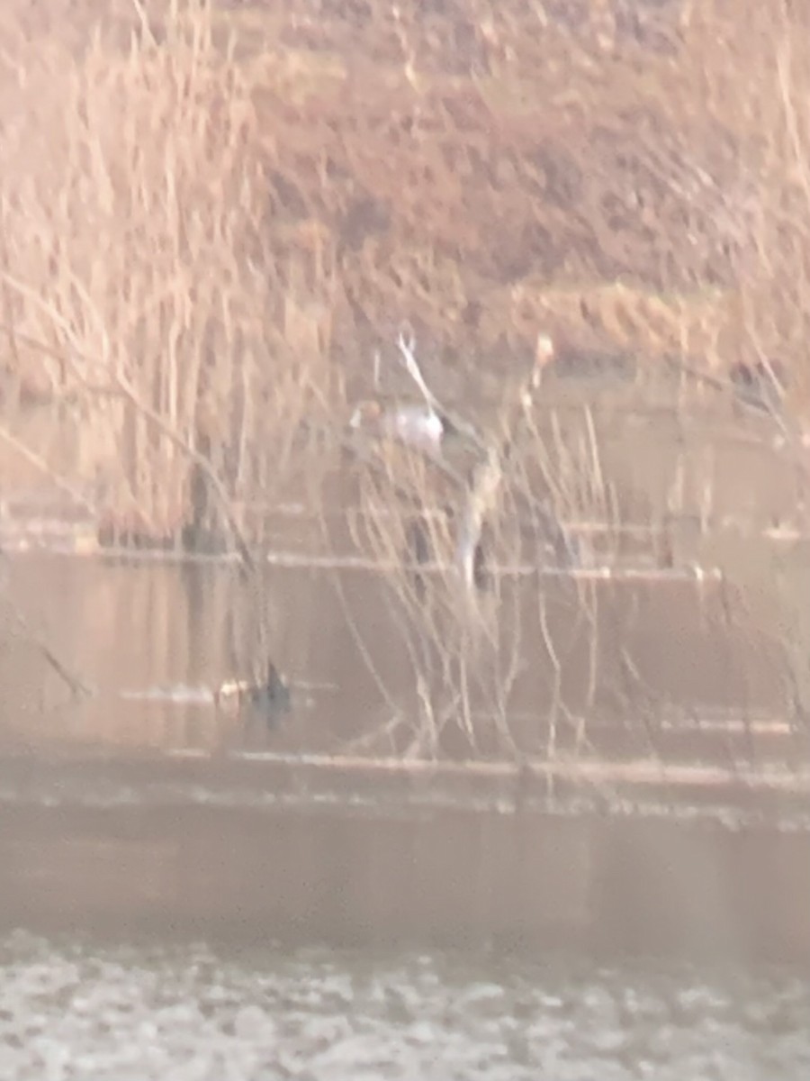 Eurasian Wigeon - ML320815701