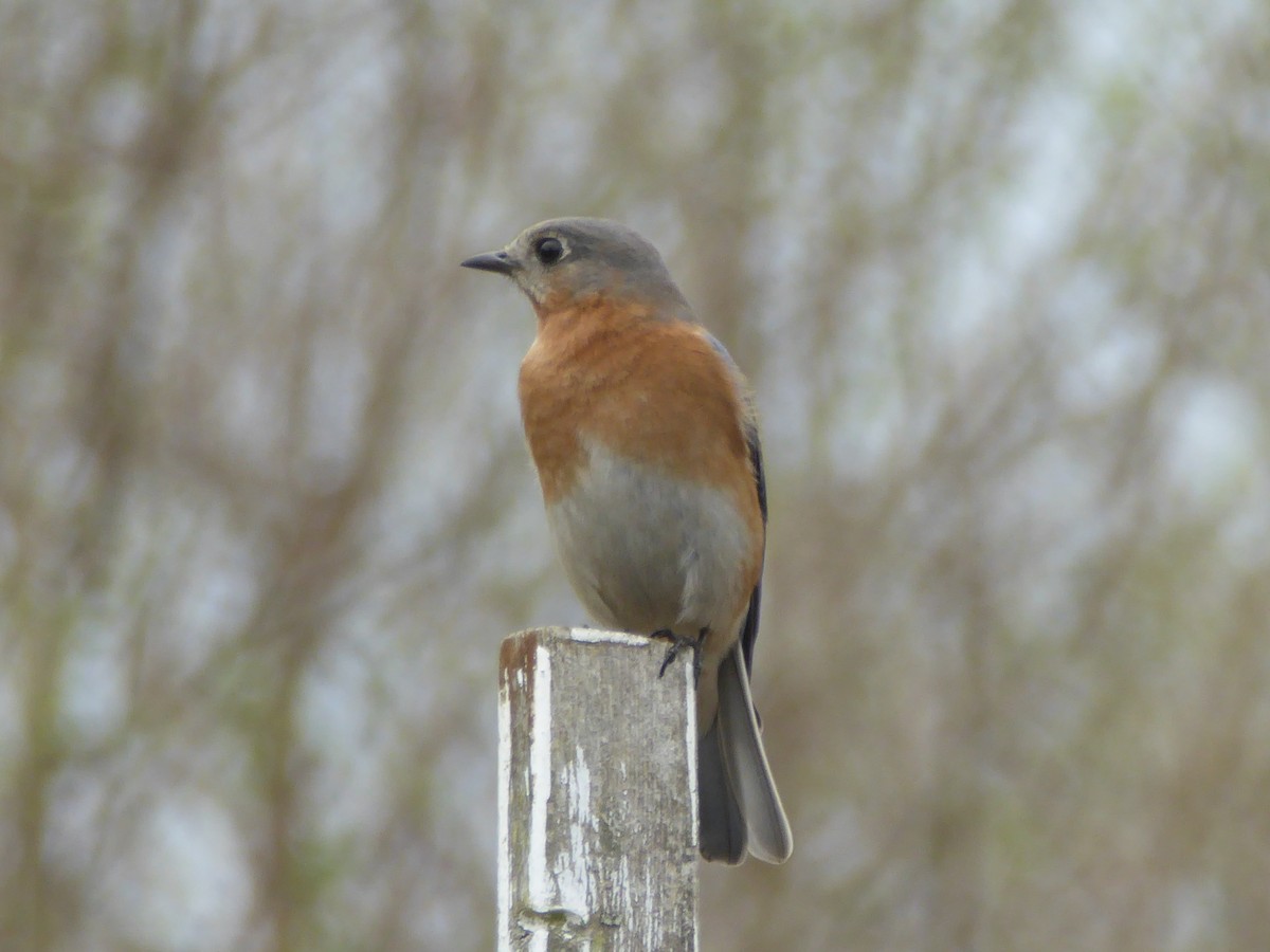 Eastern Bluebird - ML320815981