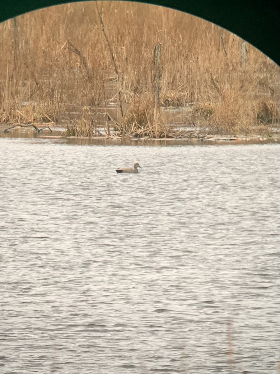 Gadwall - ML320816101