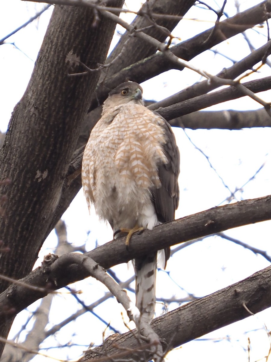 Cooper's Hawk - ML320817891