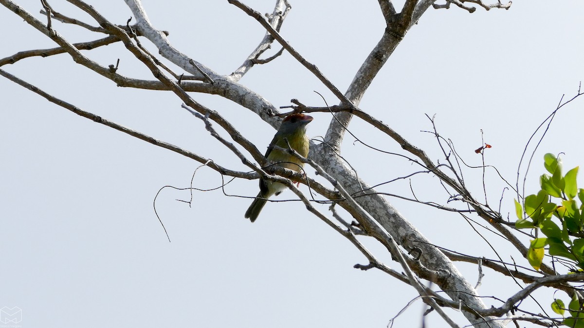 Sourciroux mélodieux (insularis) - ML320818041