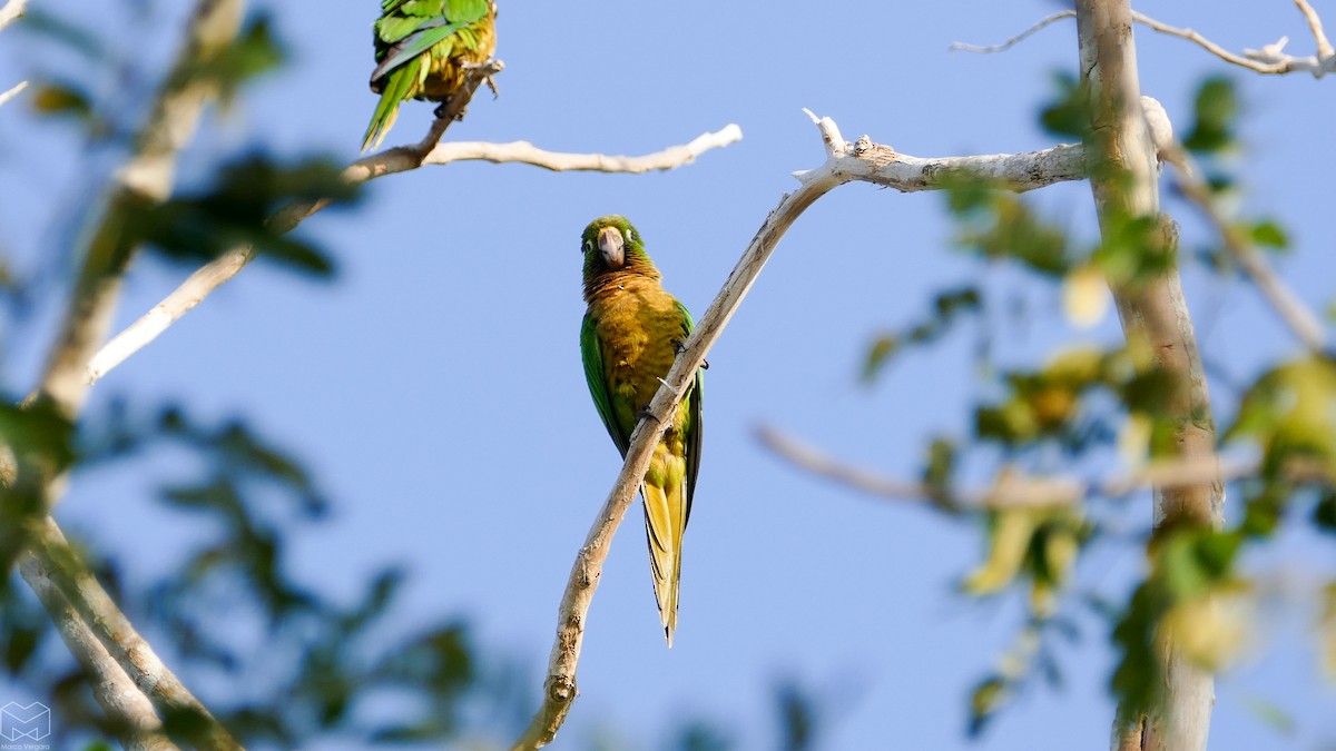 Conure naine - ML320818211