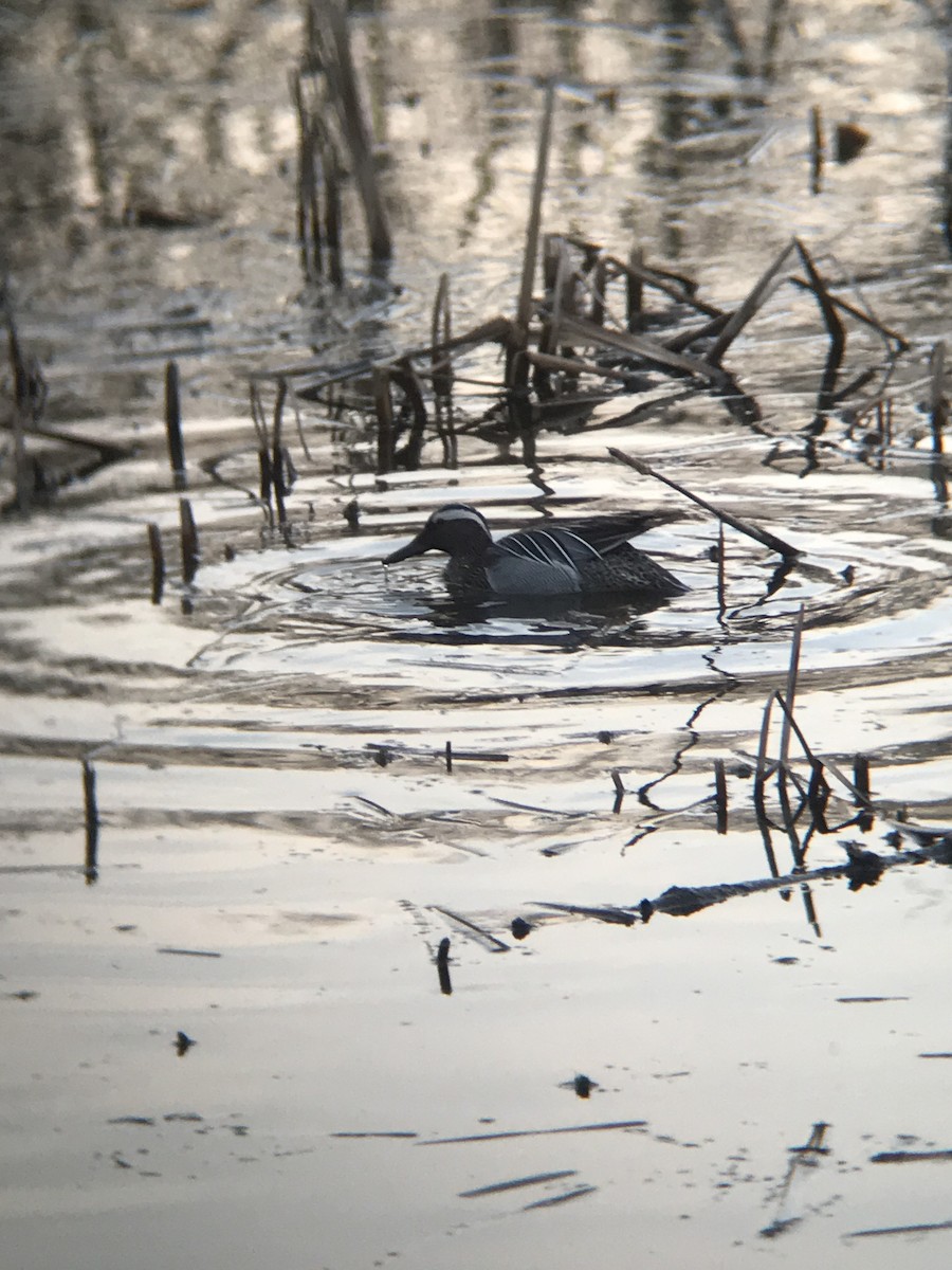 knekkand - ML320820371