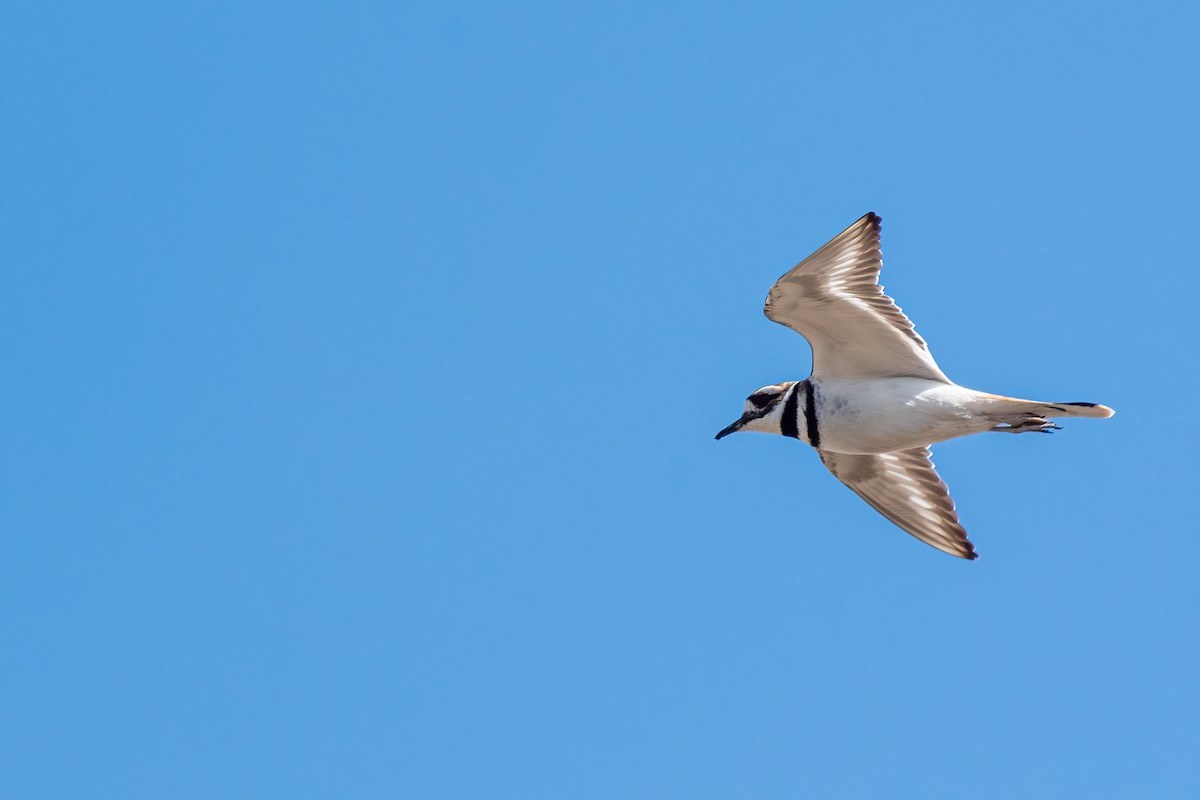 Killdeer - Brian Conn