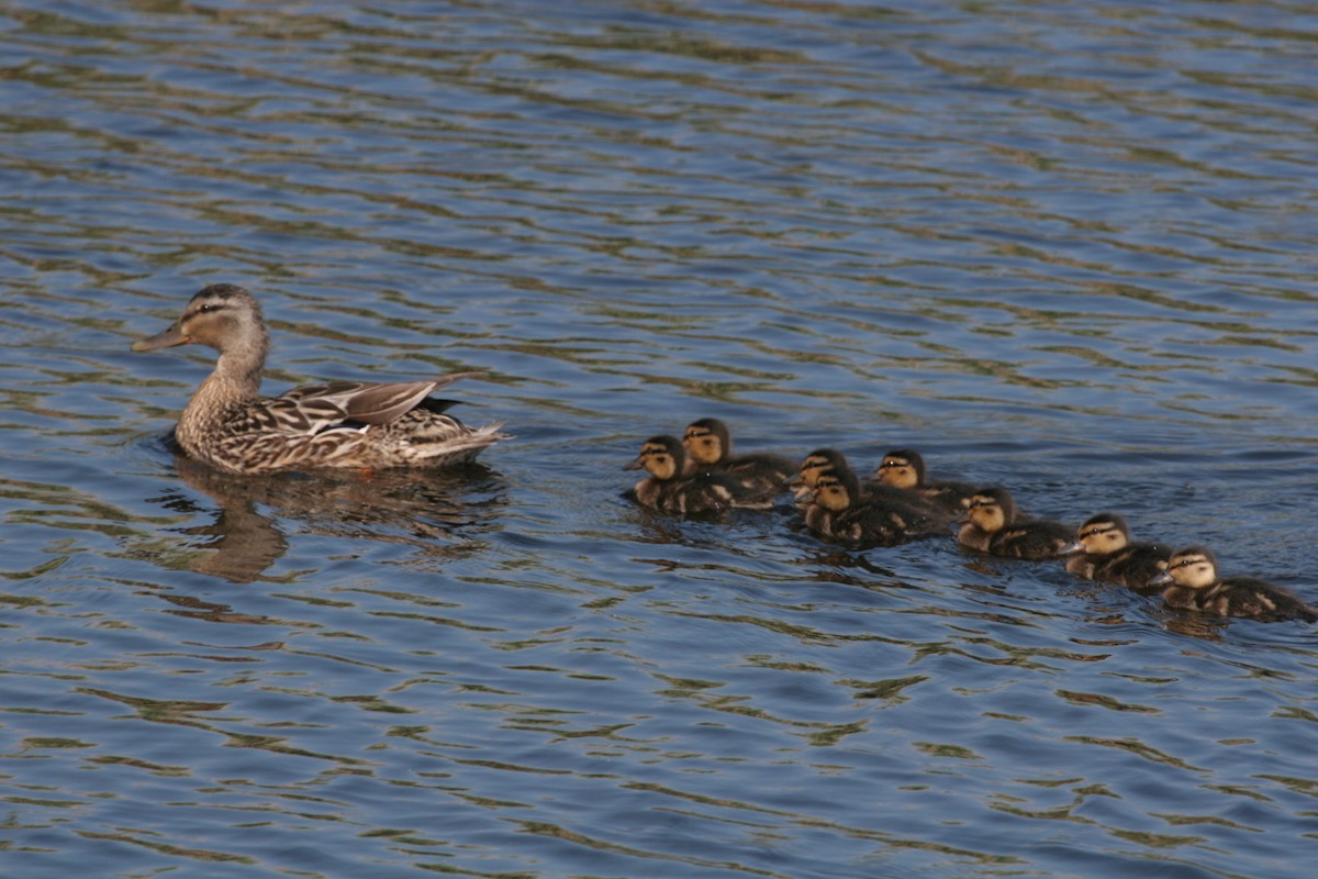 Mallard - ML320822011