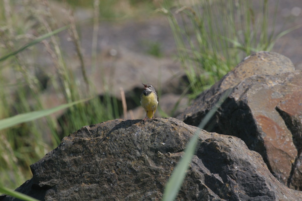 Gray Wagtail - ML320822031