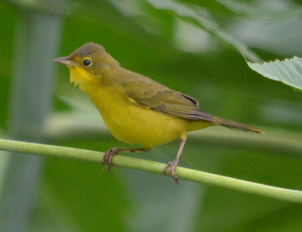 Southern Yellowthroat - ML320822761