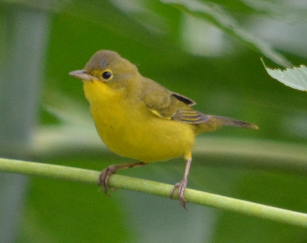 Southern Yellowthroat - ML320822771