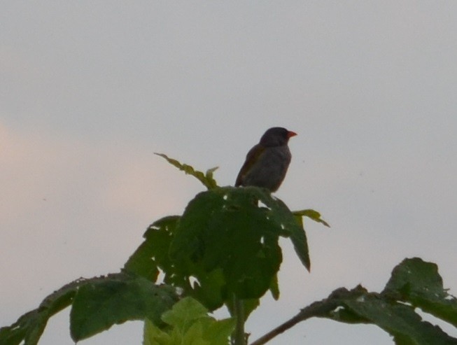 Great Pampa-Finch - ML320822881