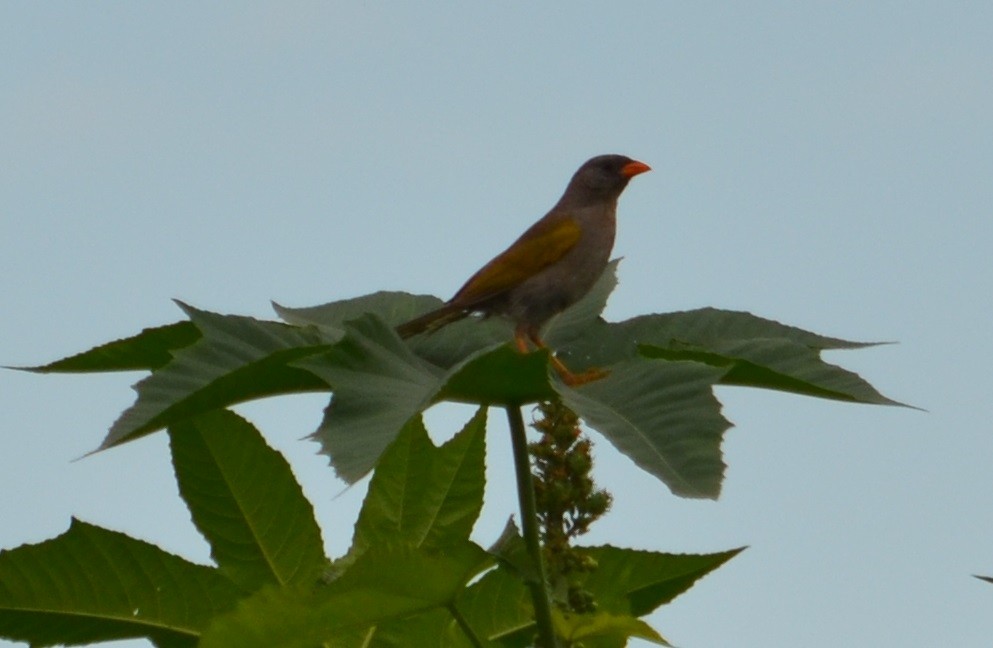 Great Pampa-Finch - ML320822891