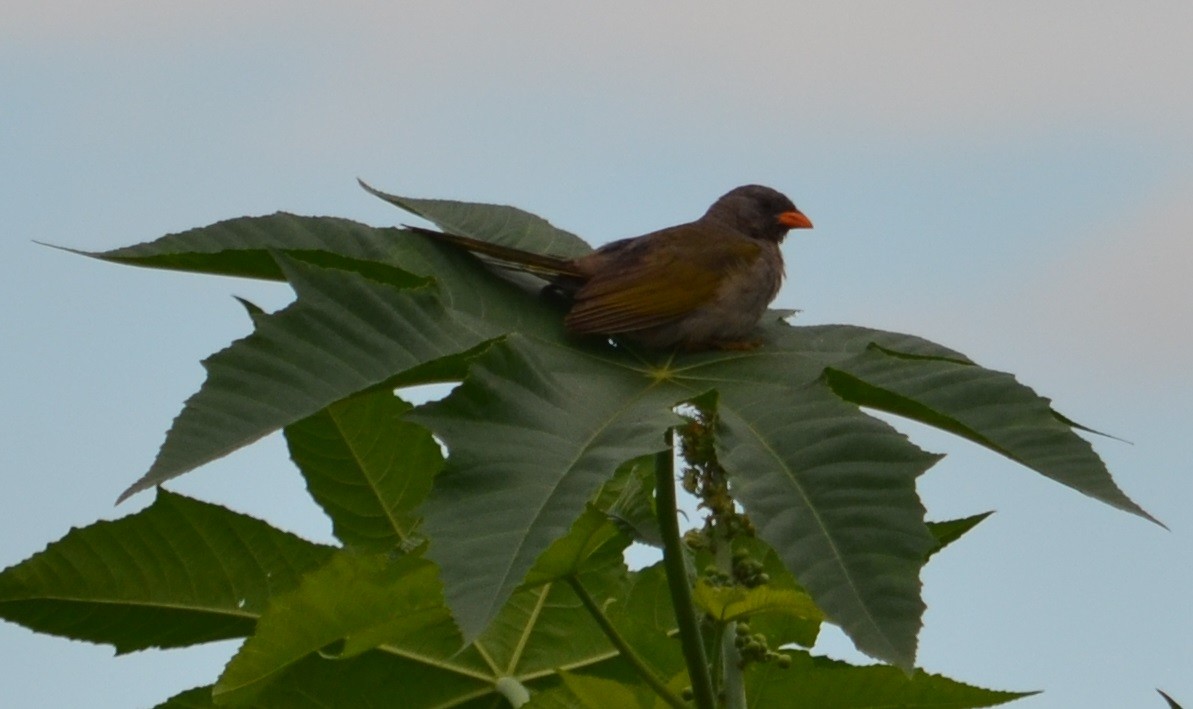 Great Pampa-Finch - ML320822901