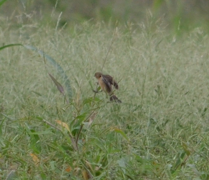 Dark-throated Seedeater - ML320822951