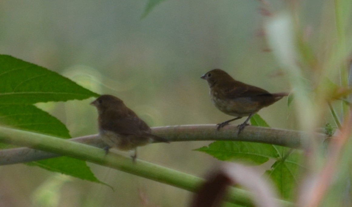 Blue-black Grassquit - ML320823001