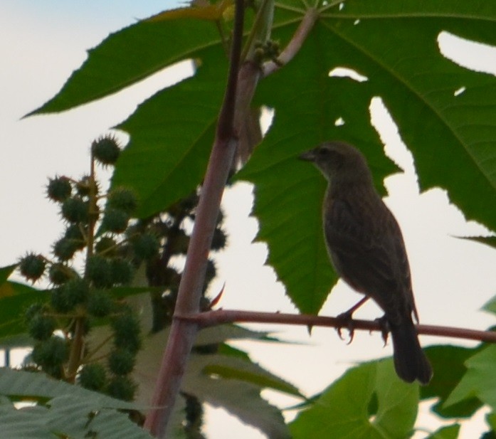 Bluish-gray Saltator - Viviana Fuentes