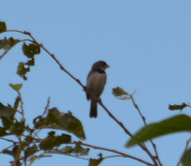 Double-collared Seedeater - ML320823211