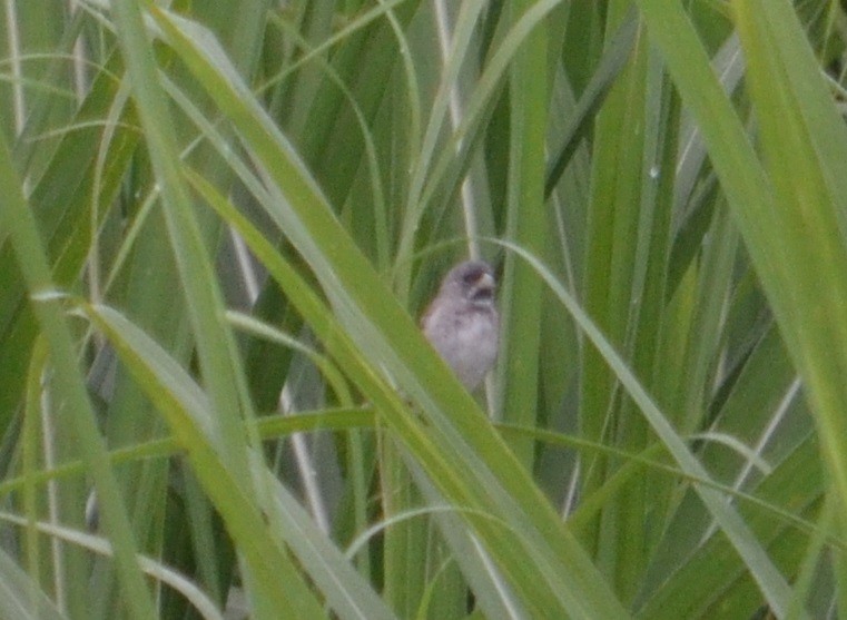 Double-collared Seedeater - ML320823251