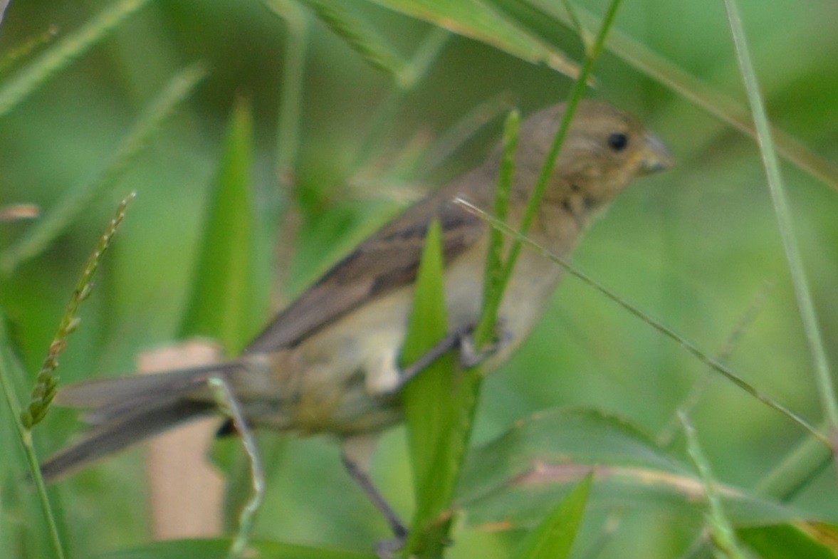 Double-collared Seedeater - ML320823261