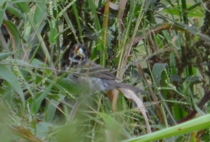 Double-collared Seedeater - ML320823271