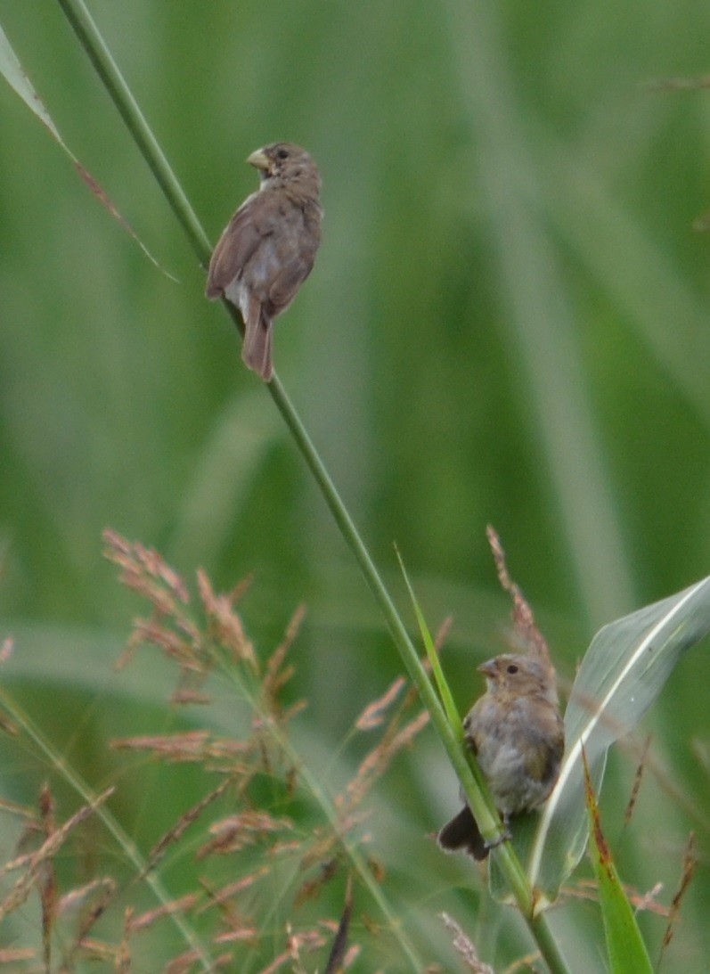 Double-collared Seedeater - ML320823281
