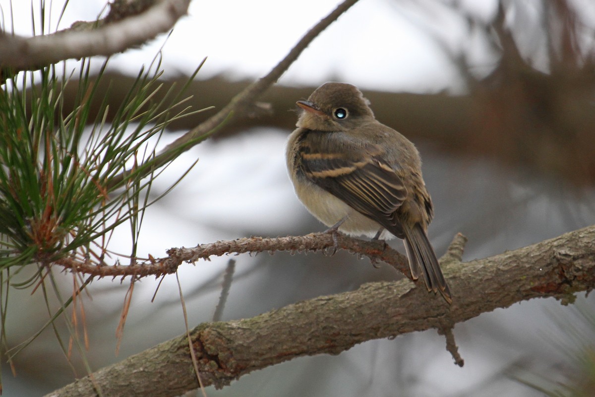 Western Flycatcher (Pacific-slope) - ML32082421