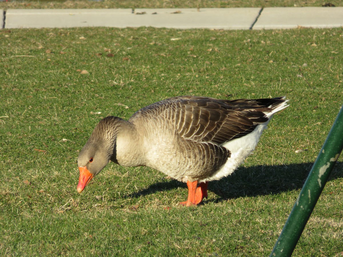 Graylag Goose (Domestic type) - ML320824251