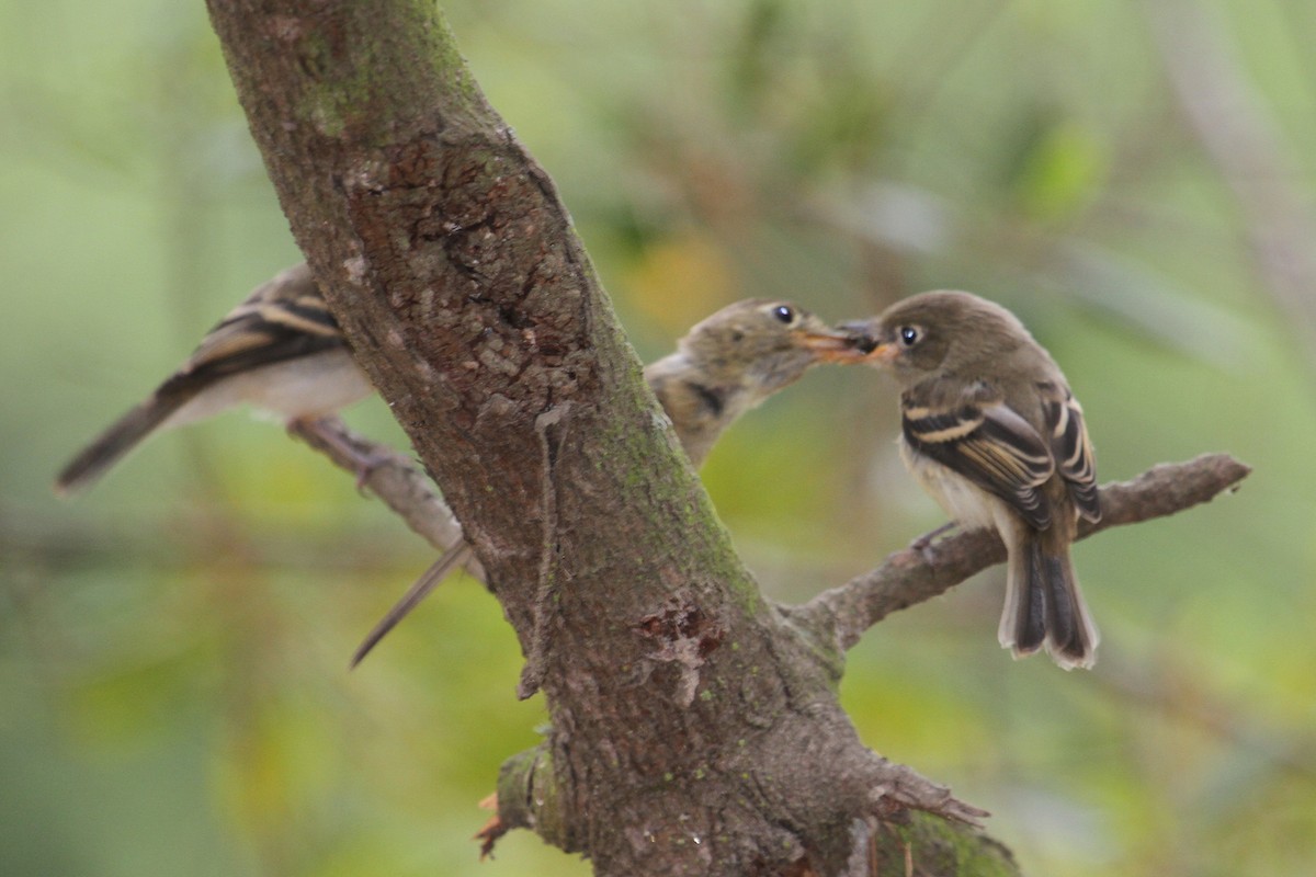 Western Flycatcher (Pacific-slope) - ML32082431