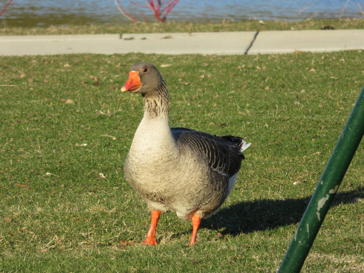 Graylag Goose (Domestic type) - ML320824351