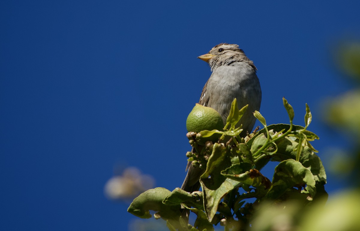White-crowned Sparrow - John Callender
