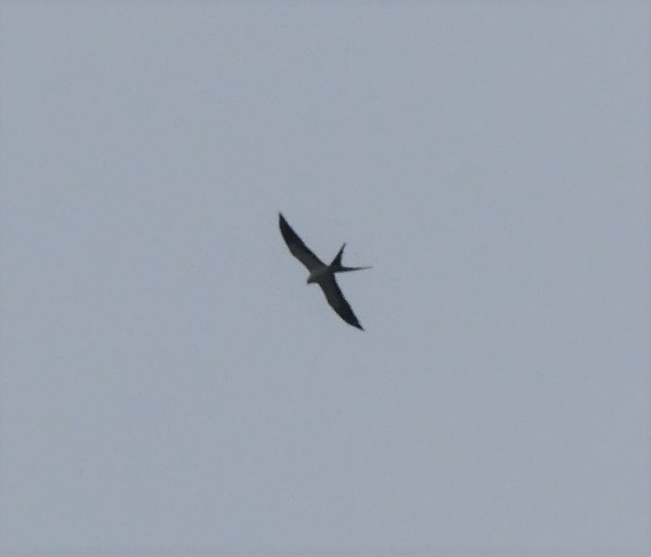 Swallow-tailed Kite - ML320824651