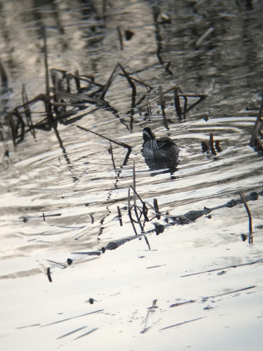 knekkand - ML320826881