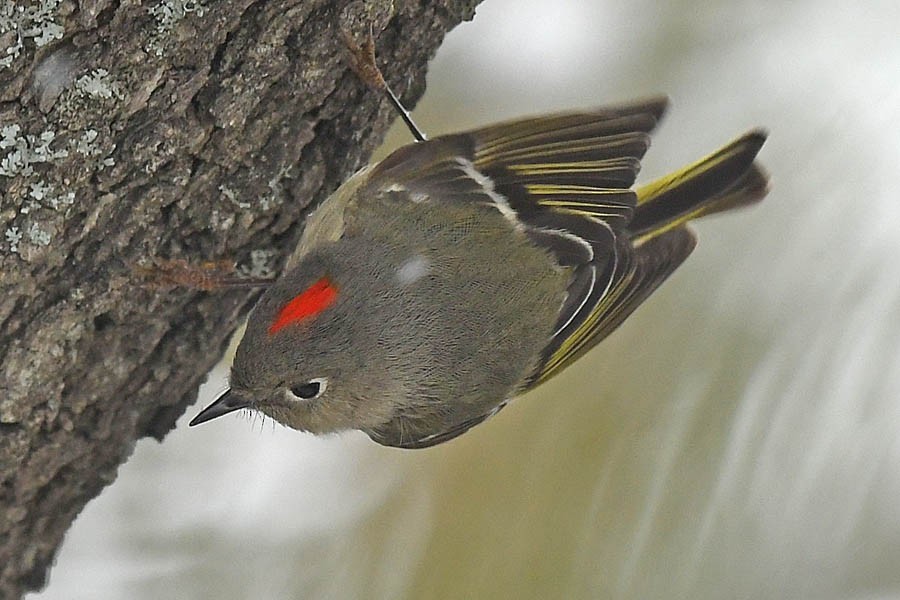 Ruby-crowned Kinglet - Troy Hibbitts