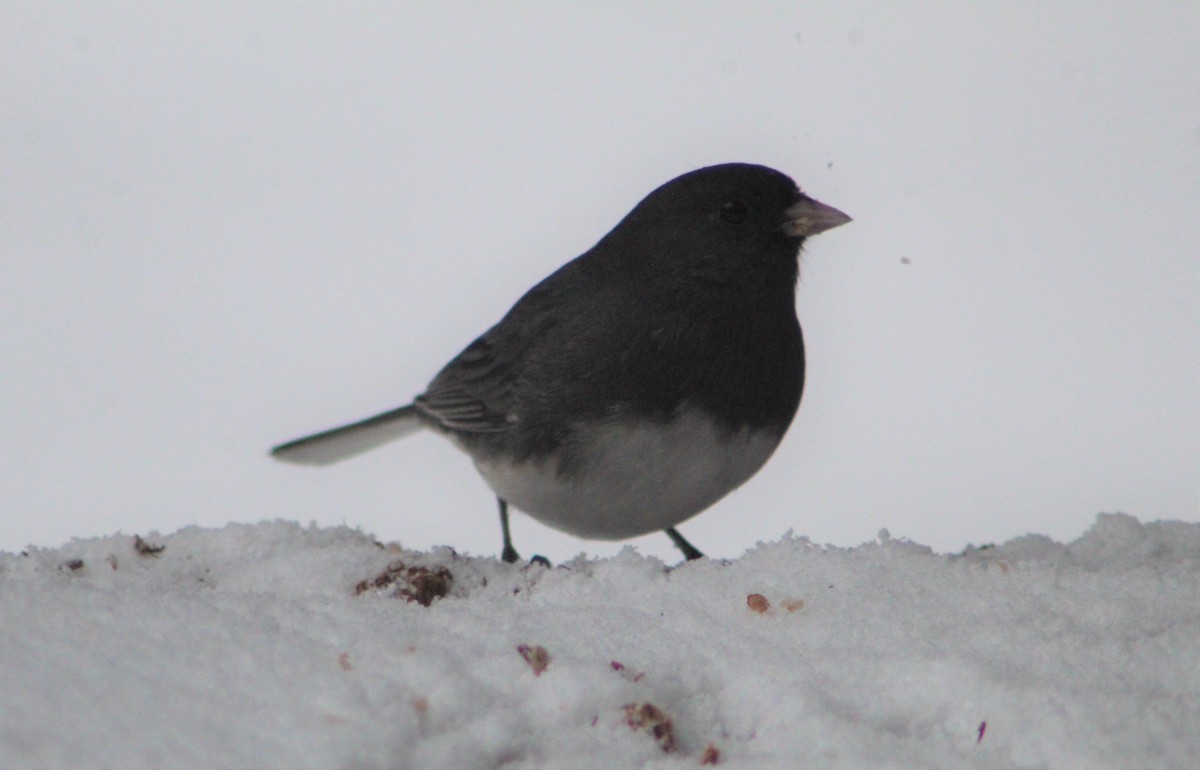 Dark-eyed Junco (Slate-colored) - ML320828671