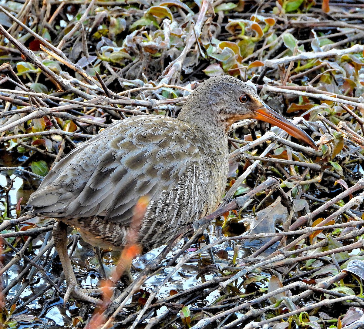 Clapper Rail - ML320828821