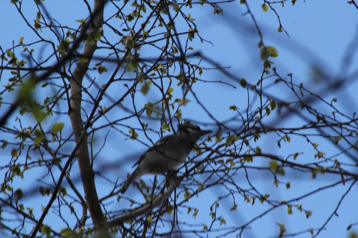 Blue Jay - ML320829991